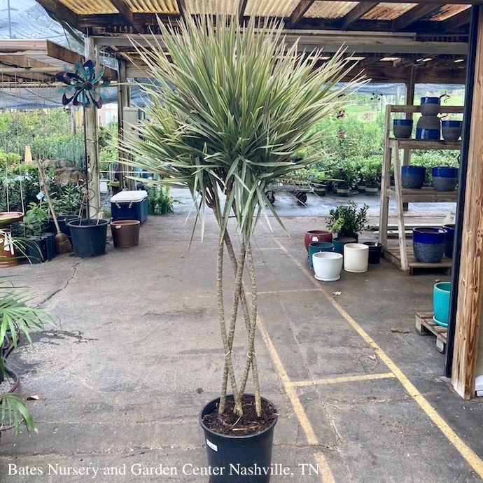 14p! Dracaena Marginata Zulu Weave /Tropical