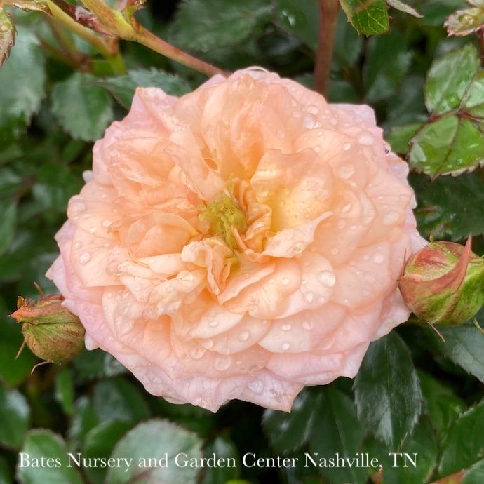 #2s Rosa Apricot Drift/ Groundcover Rose - No Warranty