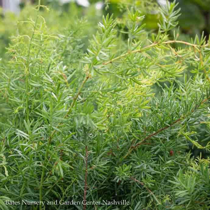 #1/6p! Fern - Asparagus Sprengeri / Tropical