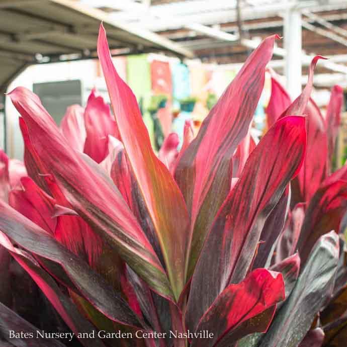 #3/10p! Cordyline Xerox Hawaiian Ti /Tropical
