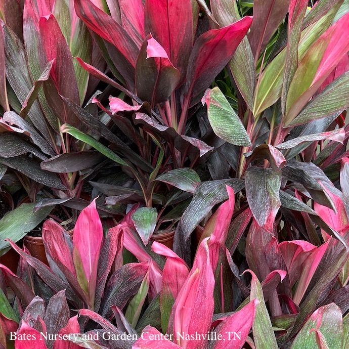 #3/10p! Cordyline Xerox Hawaiian Ti /Tropical