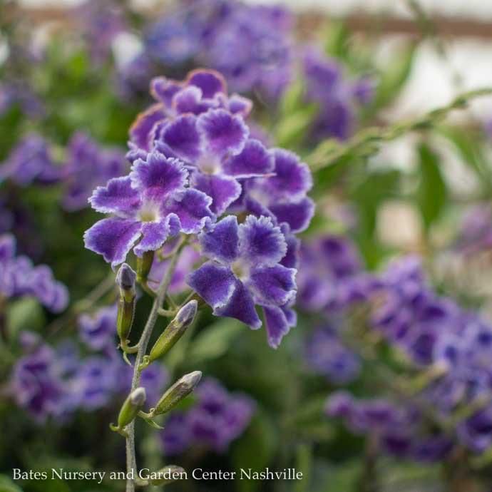 Tropical 10p! Duranta Sapphire Showers/ BUSH Form - No Warranty