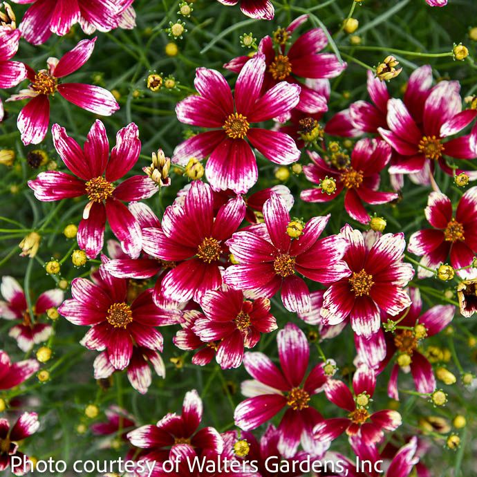 #1 Coreopsis vert PW Designer Threads &#39;Heartstrings&#39;/ Red, White Threadleaf Tickseed Native (TN)