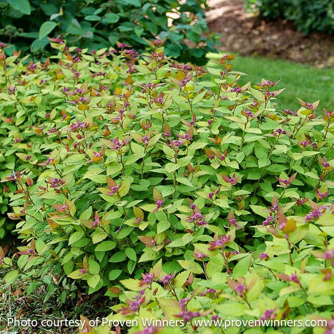 #2 Spiraea japonica PW Double Play 'Dolly'/ Purple Flowers