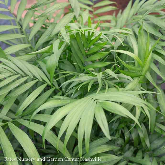 14p! Palm Neanthe Bella / Parlor Palm /Tropical