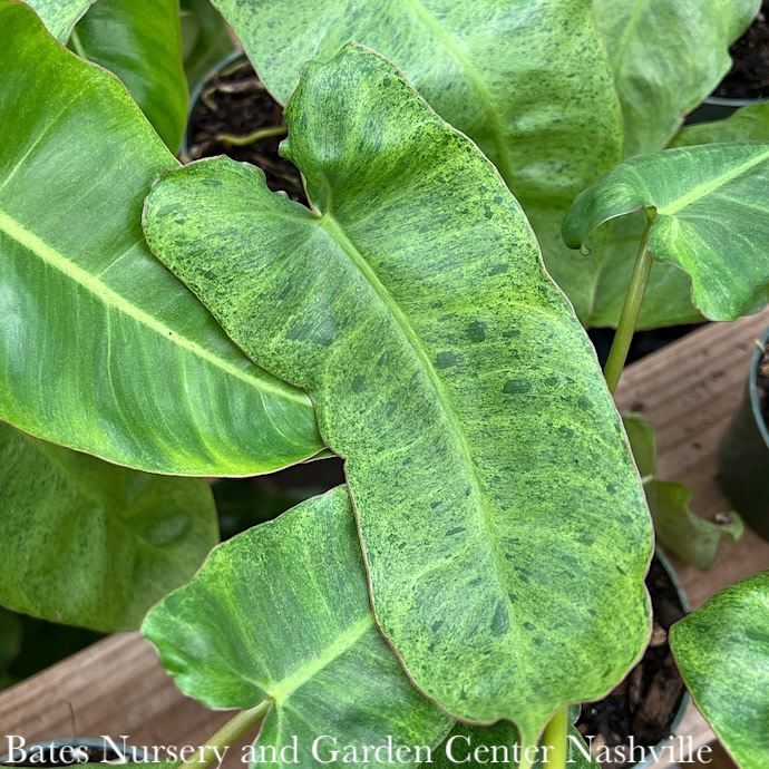 6p! Philodendron Paraiso Verde /Tropical