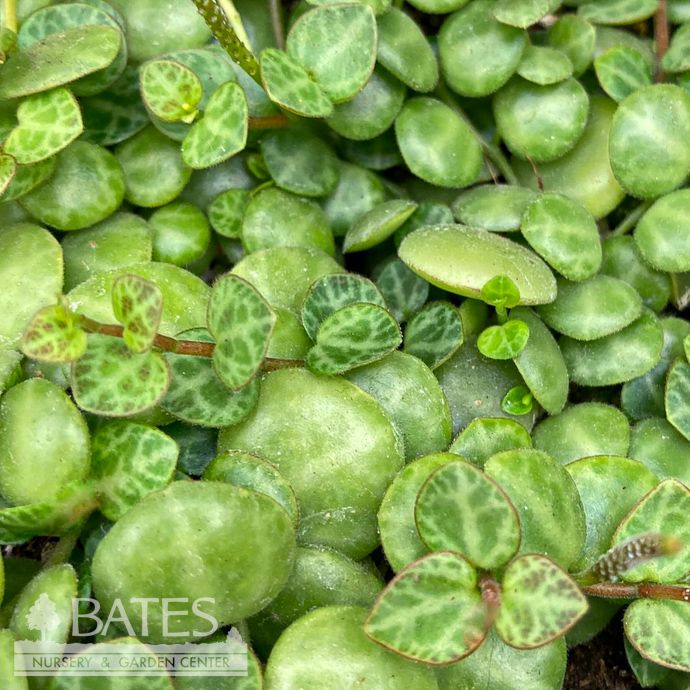 4.5hb! String of Turtles Succulent Hanging Basket /Tropical