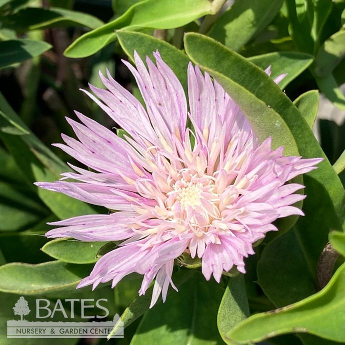 #1 Stokesia laevis Color Wheel/ Stoke&#39;s Aster Native (R)