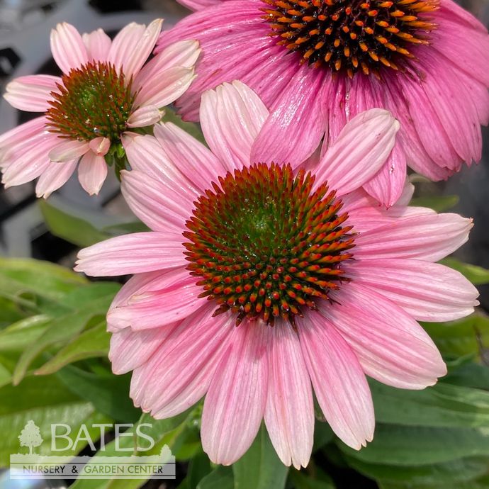 #1 Echinacea x French Tips/ Pink Fragrant Coneflower