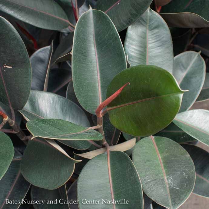 12p! Ficus elastica Burgundy STD RubberTree /Tropical
