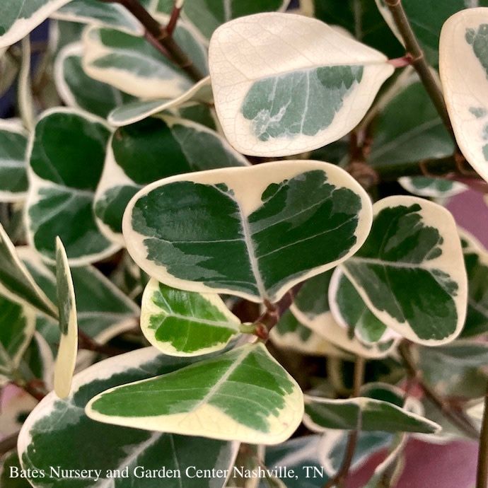 8p! Ficus Triangularis Variegated Bush /Tropical