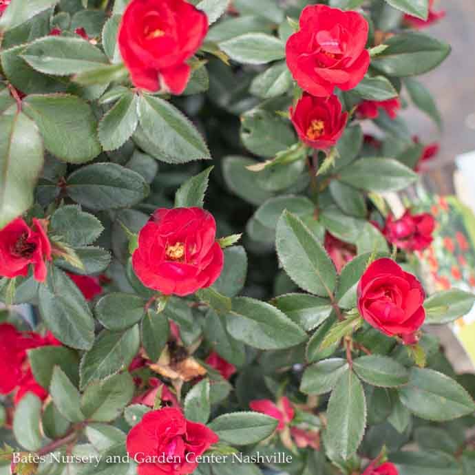 #2 Rosa Petite Knock Out/ Red Miniature Shrub Rose - No Warranty