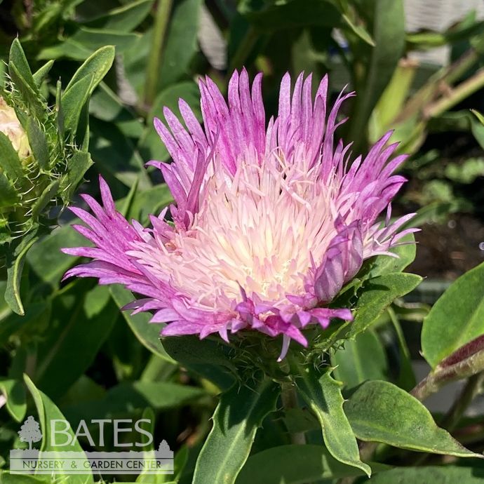 #1 Stokesia laevis Color Wheel/ Stoke&#39;s Aster Native (R)