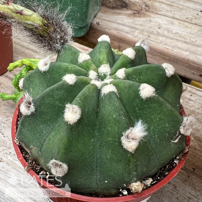 4p! Cactus Domino /Tropical