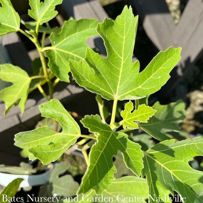 Edible #5 Ficus carica Peter&#39;s Honey/ Fig - No Warranty