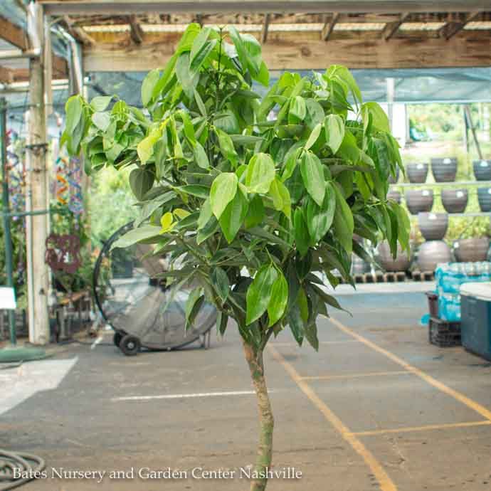 12p! Canella STD / Cinnamon Plant/Tree  /Tropical
