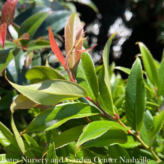 #2 Leucothoe axil ReJoyce/ Coastal  Native (R)