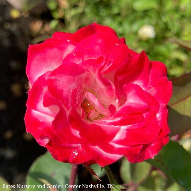 #5 Rosa Grace N&#39; Grit &#39;Pink BiColor&#39;/ Shrub Rose - No Warranty