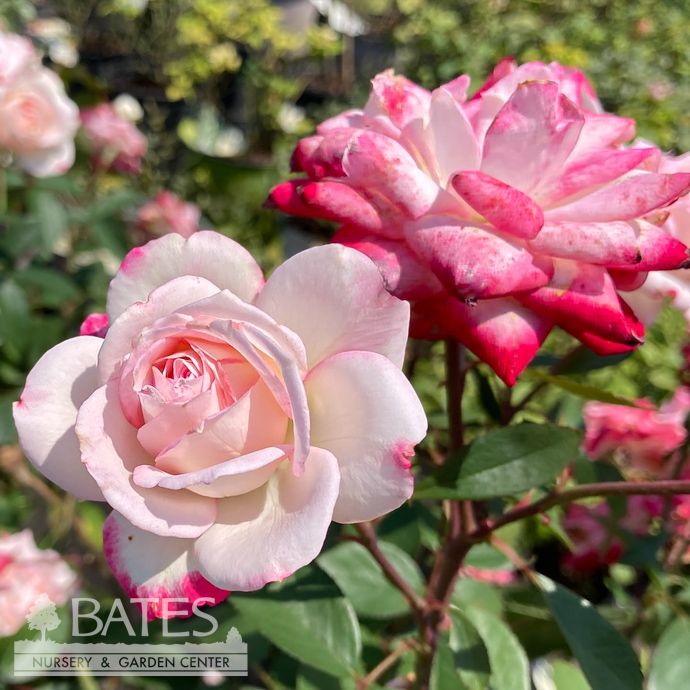#5 Rosa Grace N&#39; Grit &#39;Pink BiColor&#39;/ Shrub Rose - No Warranty