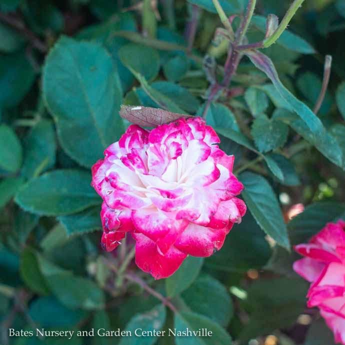 #5 Rosa Grace N&#39; Grit &#39;Pink BiColor&#39;/ Shrub Rose - No Warranty