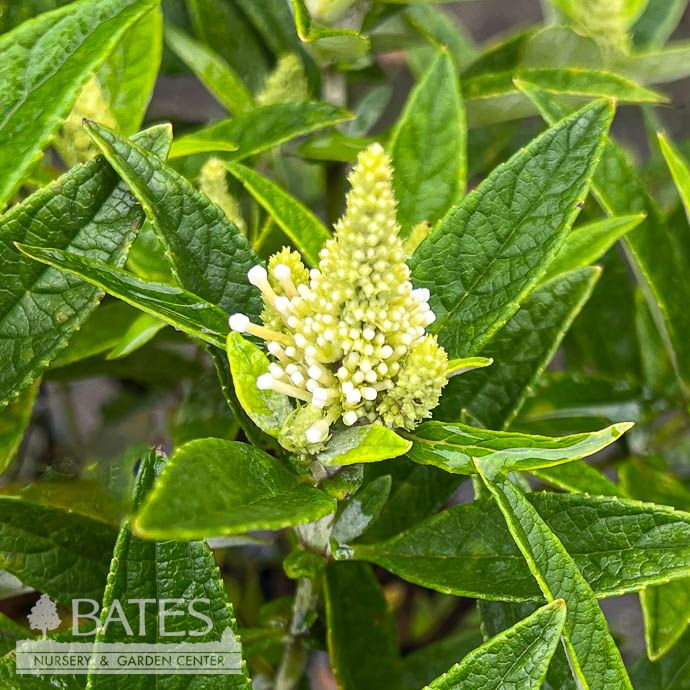 #2 Buddleia dav Butterfly Candy &#39;Li&#39;l Coconut&#39;/ White Butterfly Bush