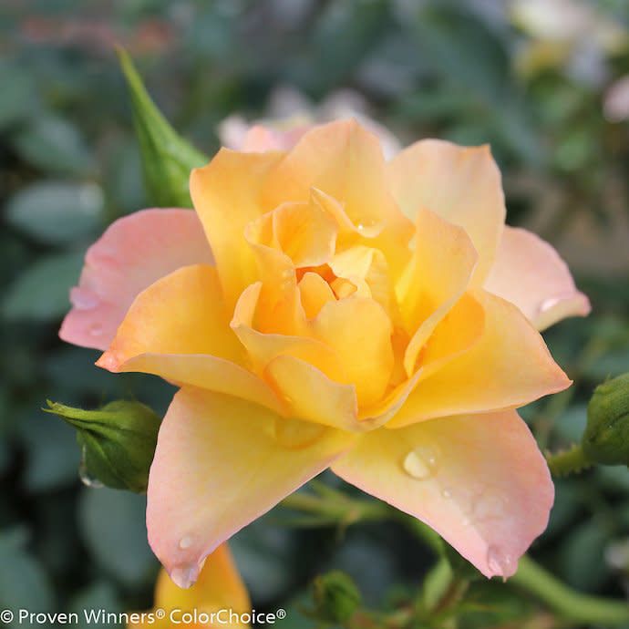 #3 Rosa PW Oso Easy &#39;Italian Ice&#39;/ Shrub Rose - No Warranty