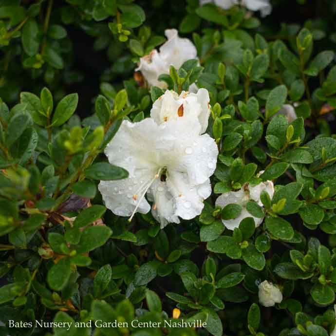 #3 Azalea x Gumpo White (Satsuki hybrid)/ Dwarf