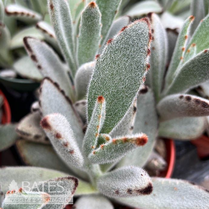 4p! Kalanchoe tom / Panda Plant /Succulent Tropical