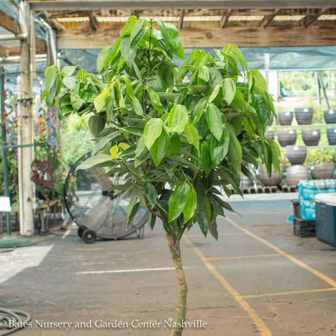 14p! Canella STD / Cinnamon Plant/Tree 6ft+ /Tropical