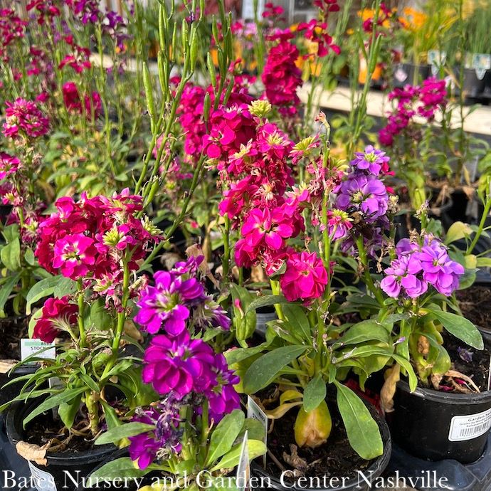 Miscellaneous Annual Flowers - Please come in to check supply! Prices vary.