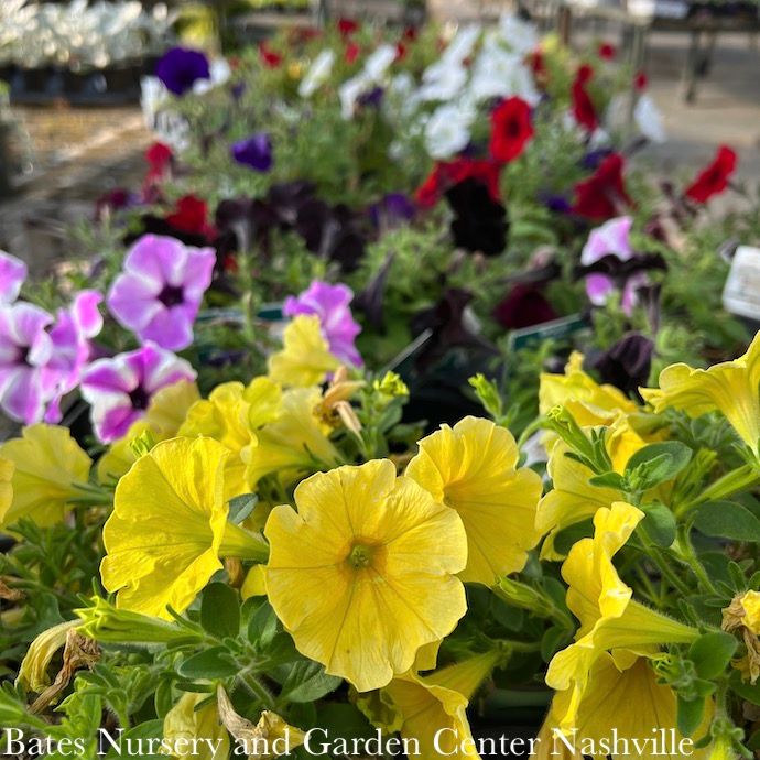 Miscellaneous Annual Flowers - Please come in to check supply! Prices vary.