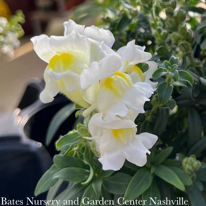 Miscellaneous Annual Flowers - Please come in to check supply! Prices vary.