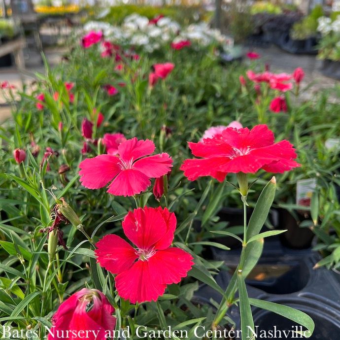 Miscellaneous Annual Flowers - Please come in to check supply! Prices vary.