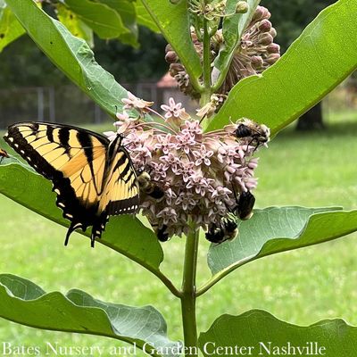 Tennessee Native Plants