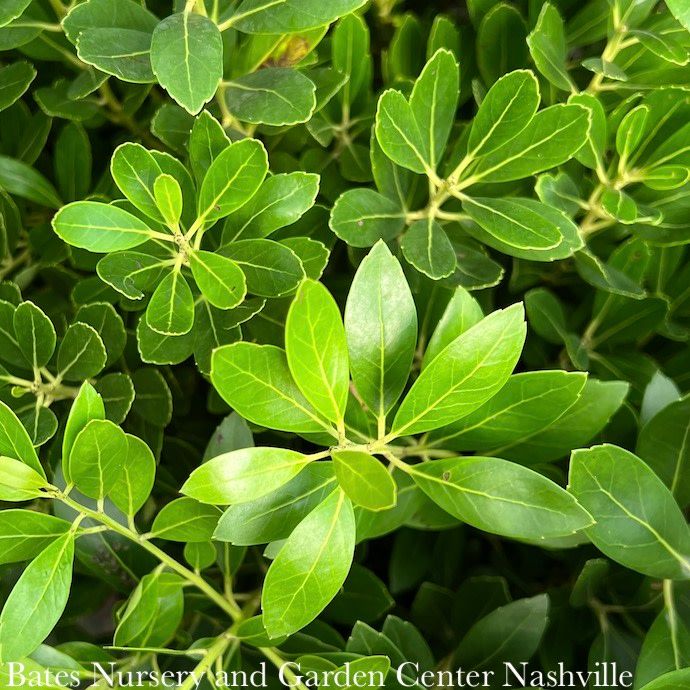 #3 Ilex glabra Compacta/ Inkberry Holly (female) Native (R)