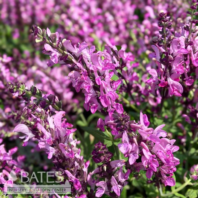 #1 Salvia nem Pink Nebula/Meadow Sage