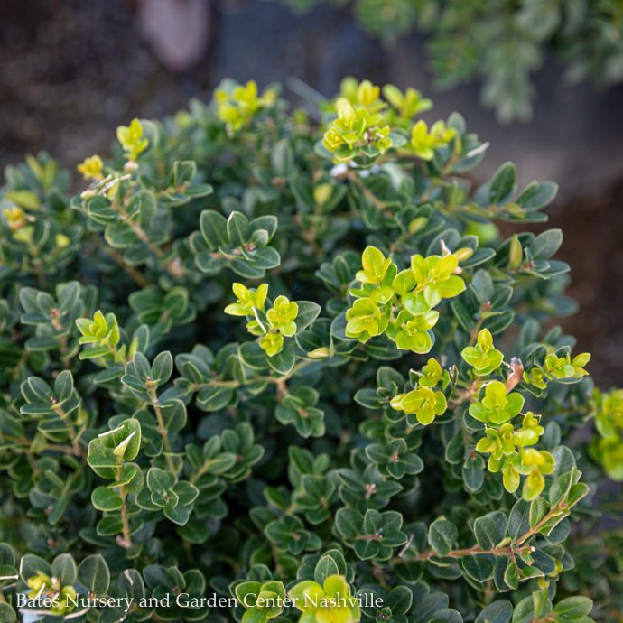 #2.5 Buxus micro Little Missy/ Dwarf Boxwood