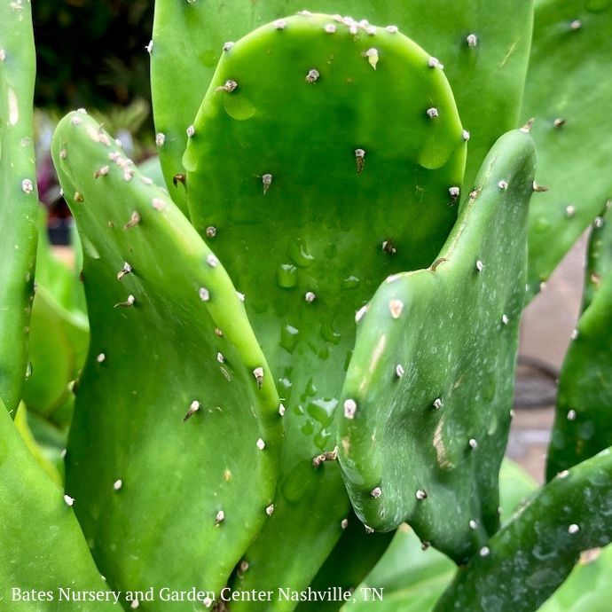 10p! Cactus Opuntia Prickly Pear/ Tropical - No Warranty