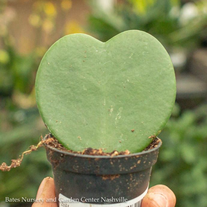 2p! Hoya Kerrii Heart-shape /Tropical