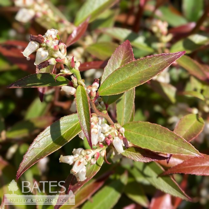 #2 Leucothoe axil ReJoyce/ Coastal  Native (R)