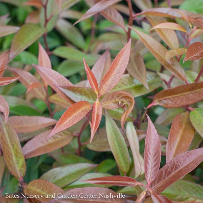 #3 Leucothoe axil ReJoyce/ Coastal  Native (R)