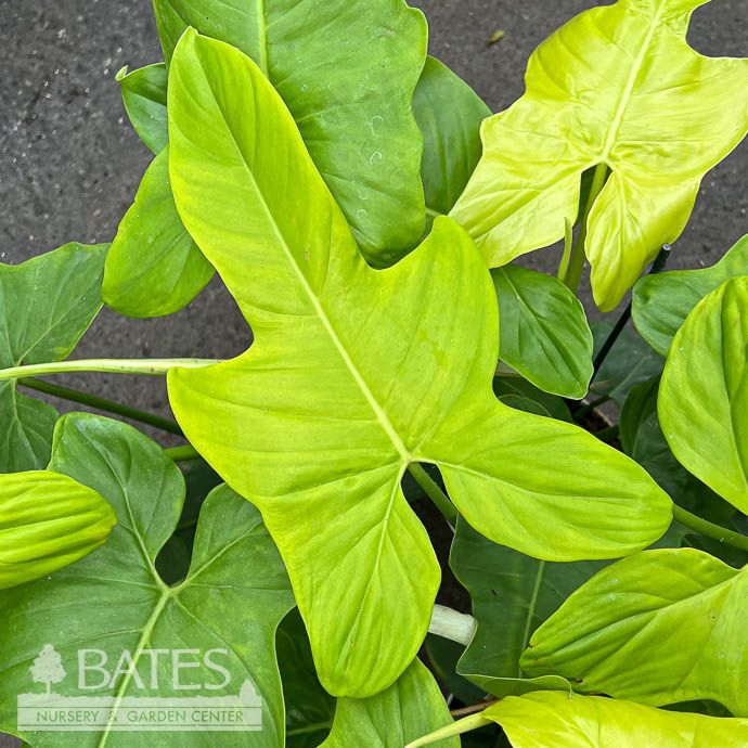 4p! Philodendron Golden Violin /Tropical