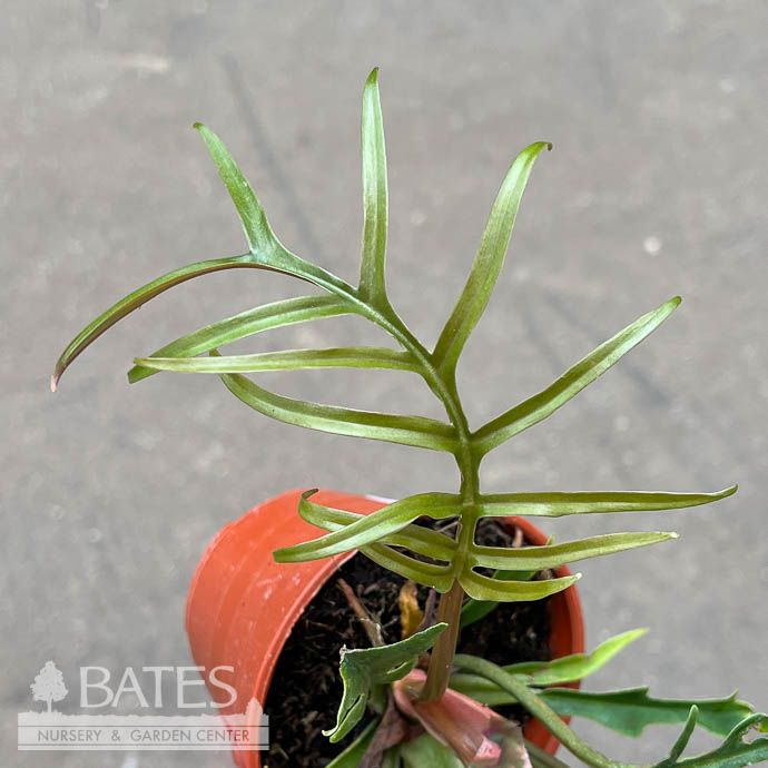 4p! Philodendron Tortum /Tropical