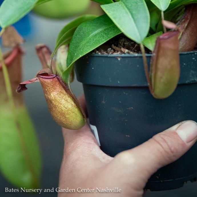 4/4.5p! Carnivorous Nepenthes Lady Luck / Pitcher Plant /Tropical