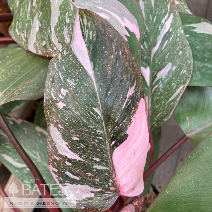 6p! Philodendron Pink Princess /Tropical