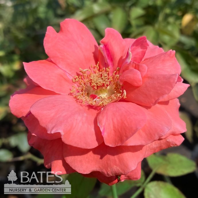 #3 Rosa Fragrant Cloud/ Coral Hybrid Tea Rose - No Warranty