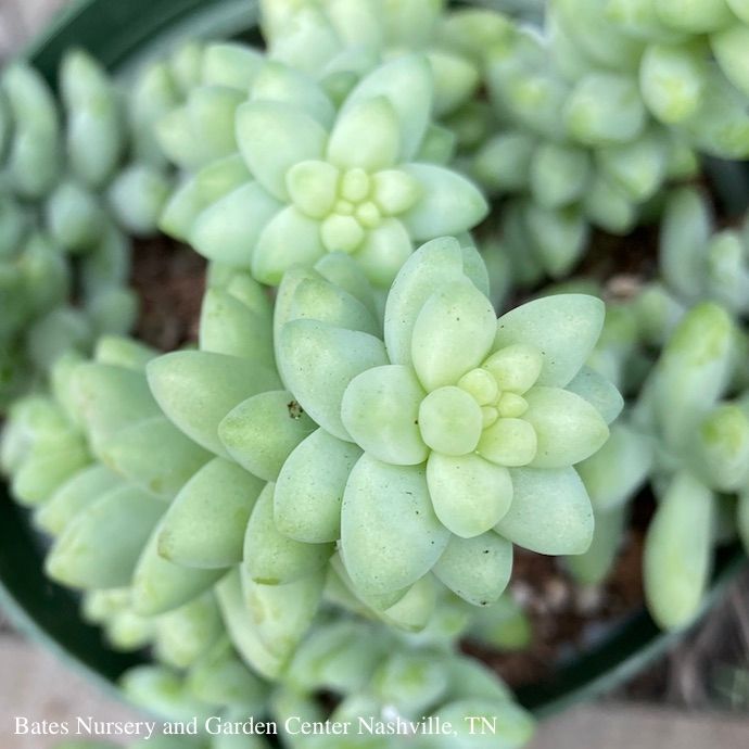 4p! Burro&#39;s Tail /Donkey Tail Succulent /Tropical
