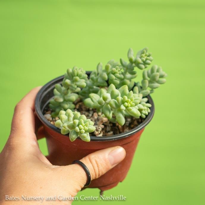 4p! Burro&#39;s Tail /Donkey Tail Succulent /Tropical
