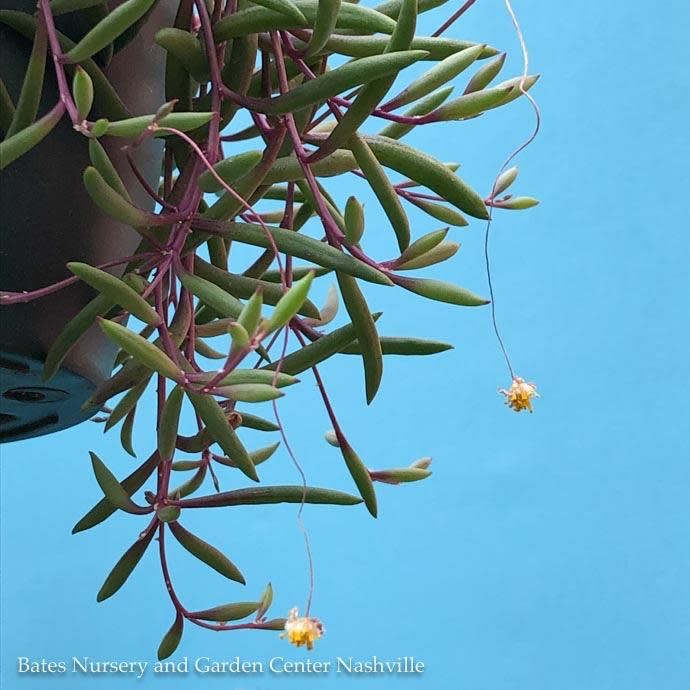 3.5p!/4p! Ruby Necklace String Succulent /Tropical