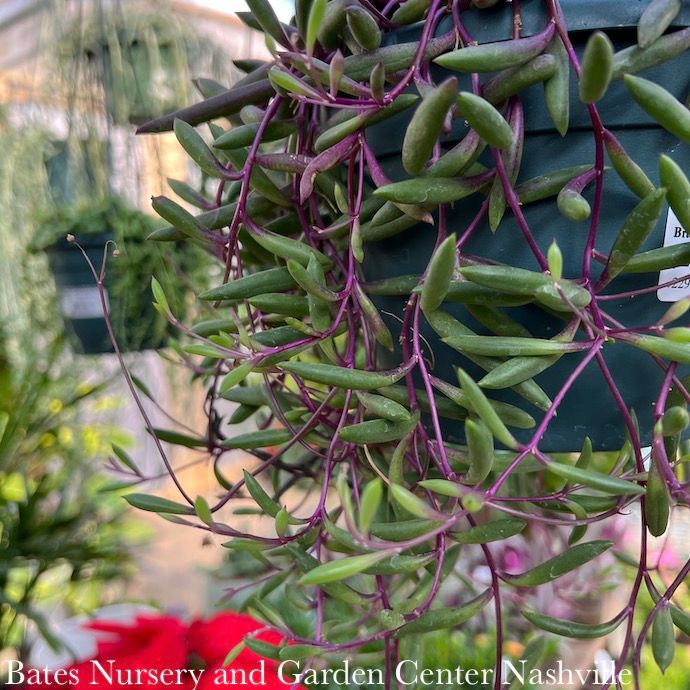 3.5p!/4p! Ruby Necklace String Succulent /Tropical